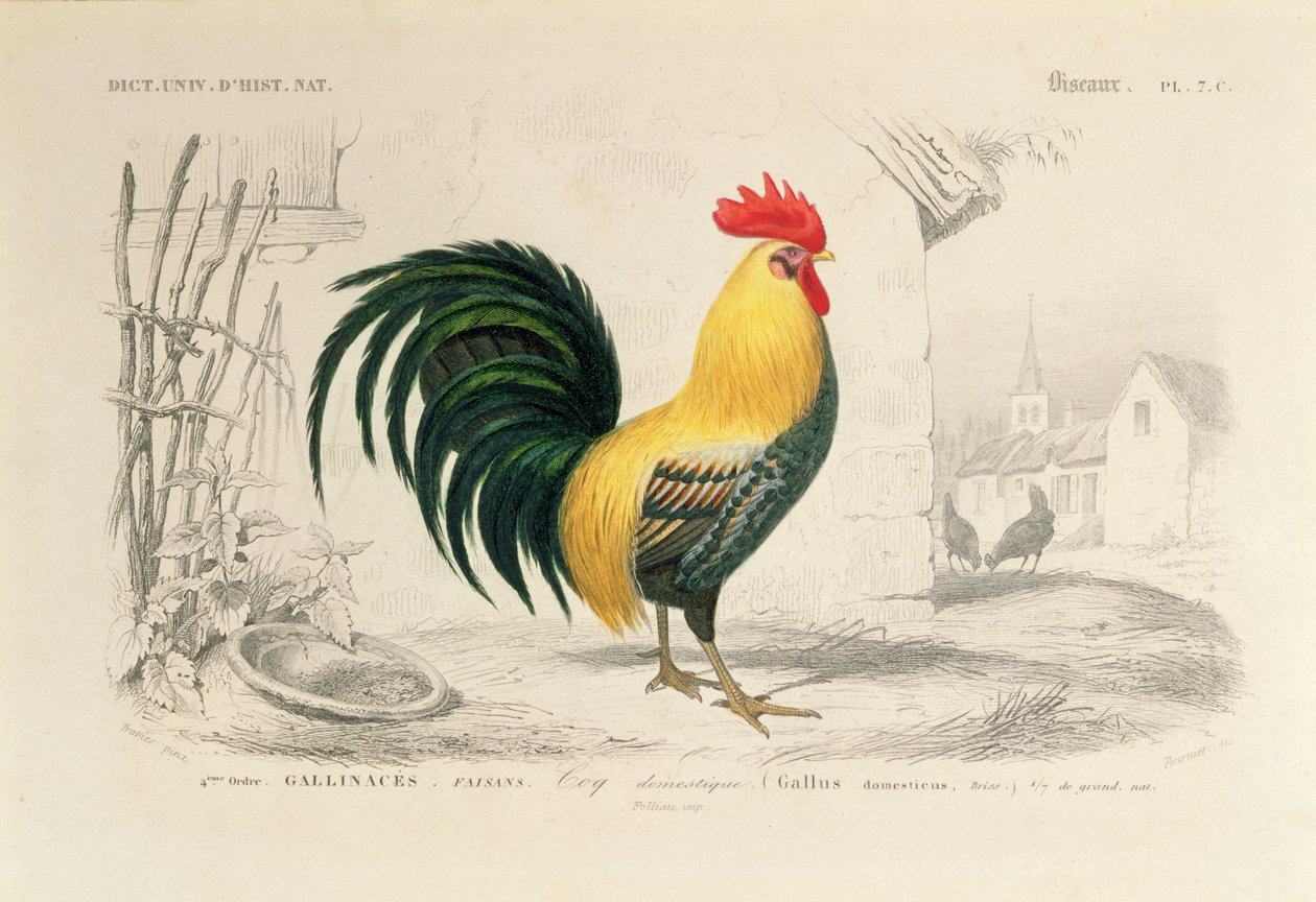 Domestic Cock, illustration fra 
