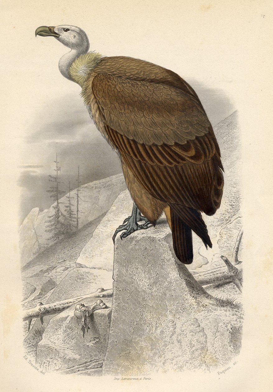 The Fawn Vulture, graveret af Paquien af Edouard Travies