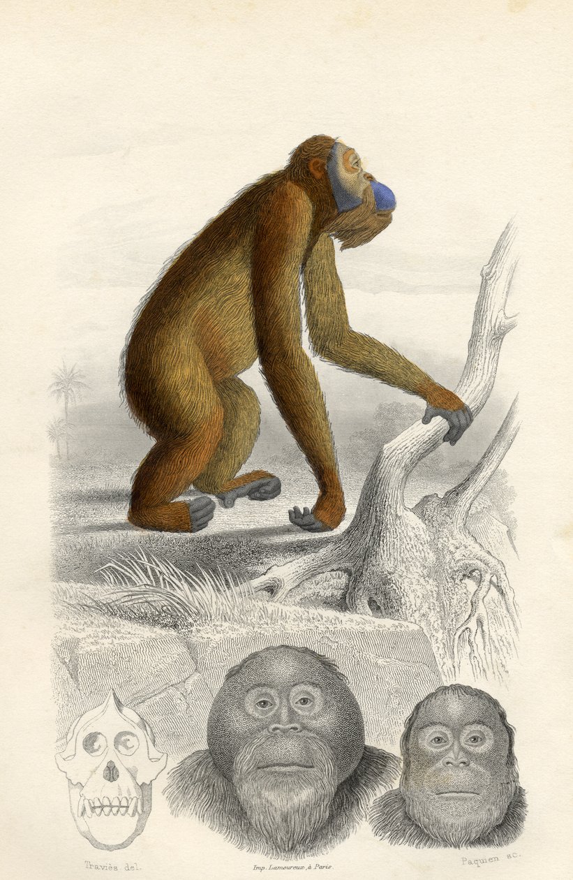 Orangutangen, indgraveret af Paquien af Edouard Travies