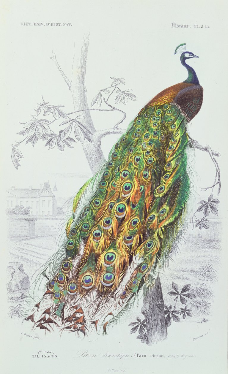 Påfuglen, illustration fra 