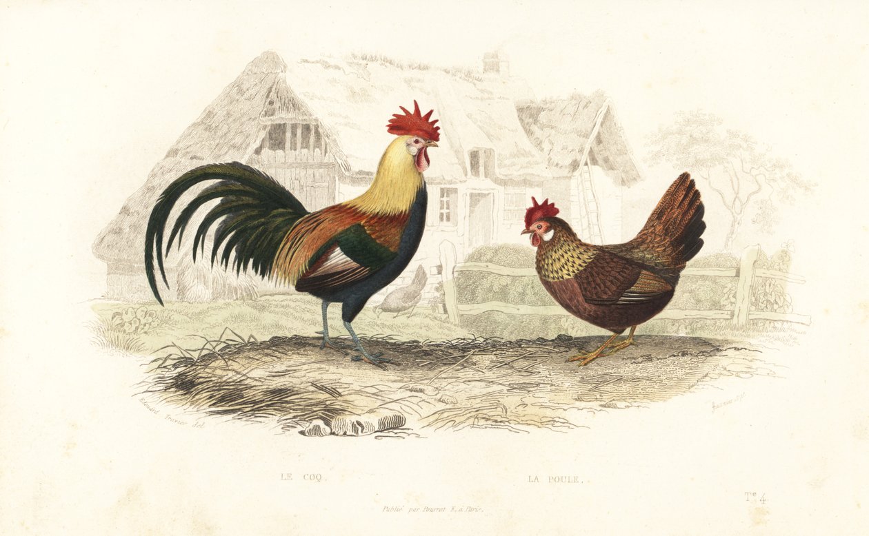 Hane og høne, Phasianus gallus. af Edouard (after) Travies