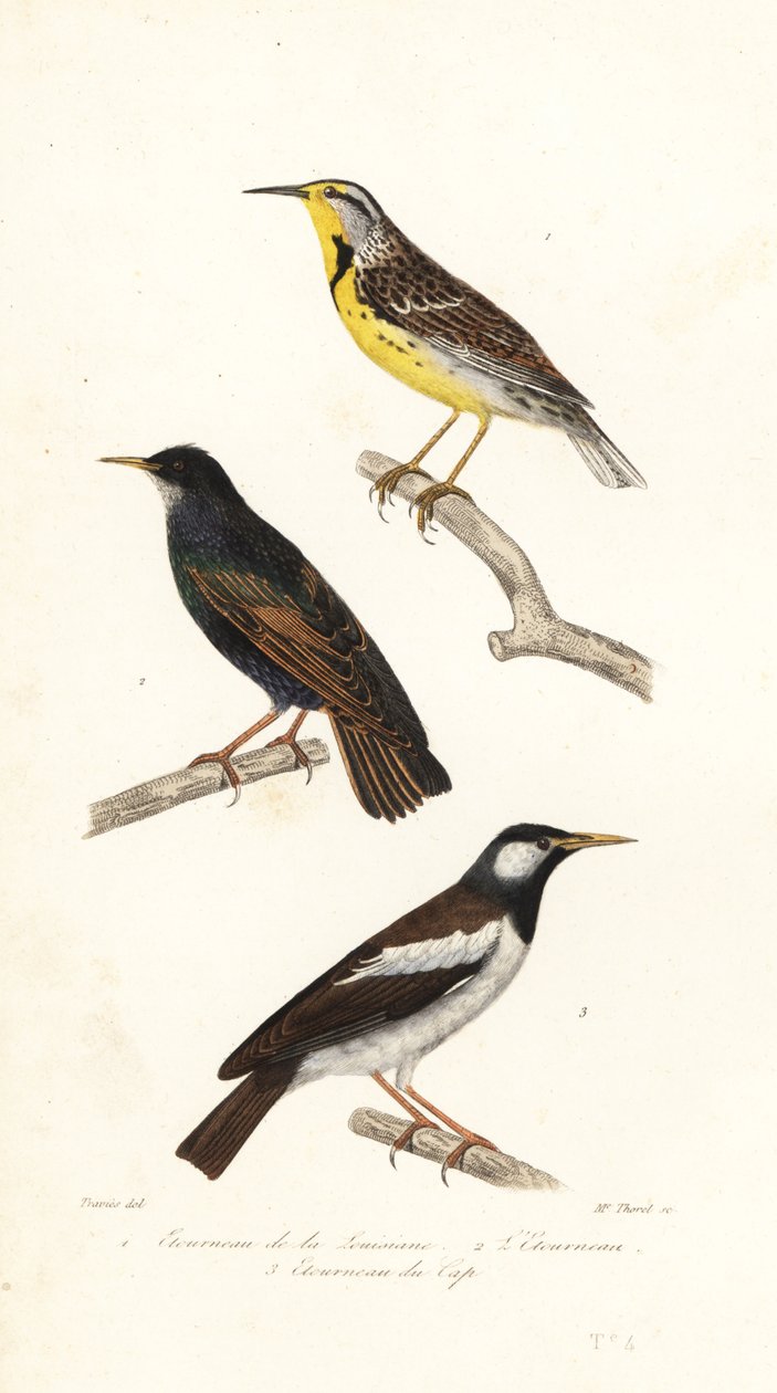 Østlig englærke, stær og pied myna. af Edouard (after) Travies