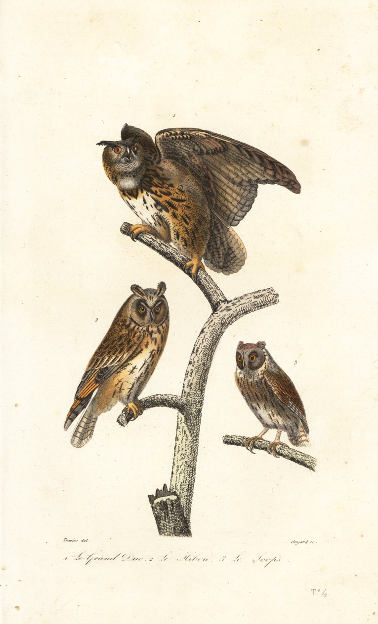 Eurasien-ugle, langøret ugle og skopugle. af Edouard (after) Travies
