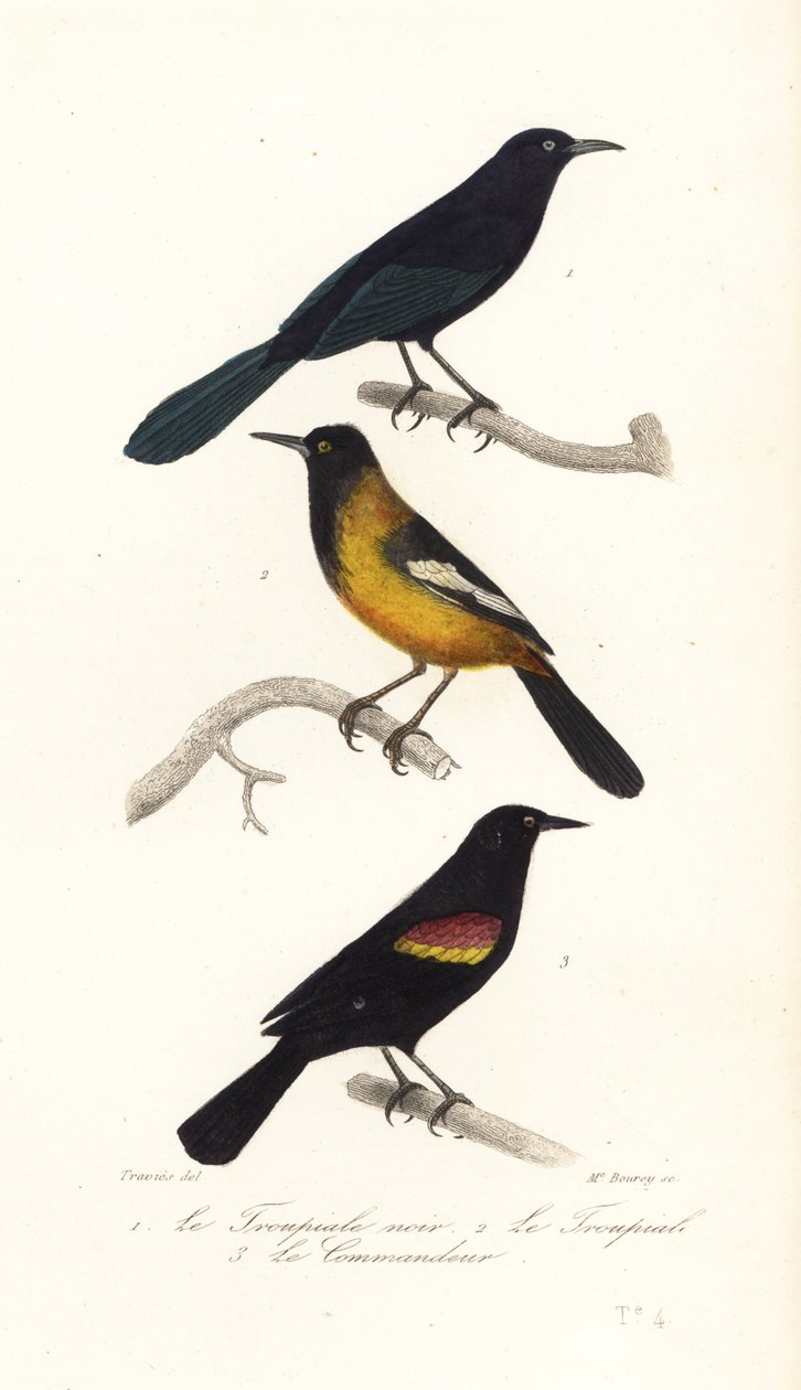Større antilliansk grackle, Audubon