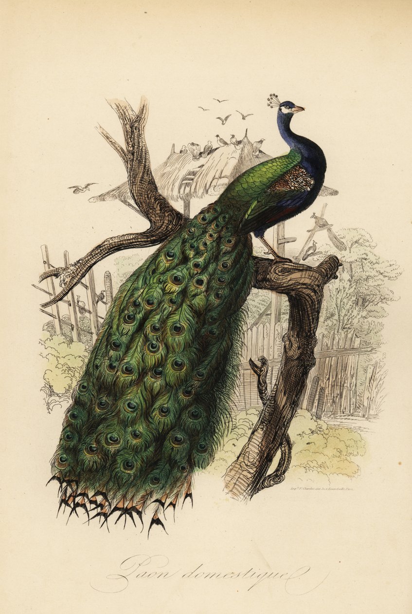 Indisk påfugl, Pavo cristatus af Edouard (after) Travies