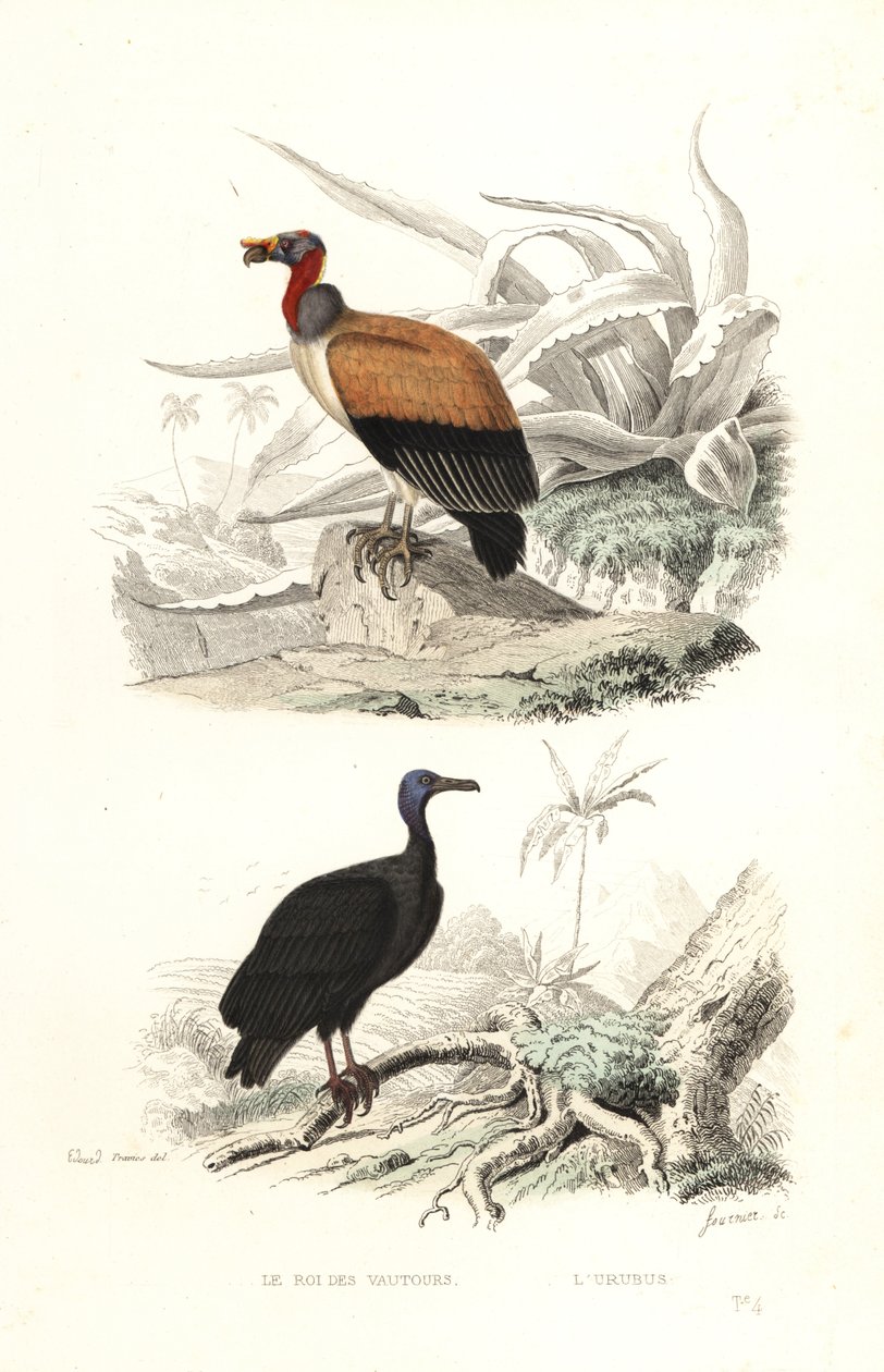 King Vulture og Tyrkiet Vulture. af Edouard (after) Travies