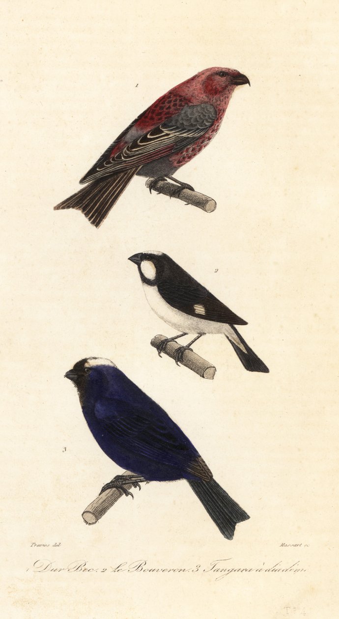 Fyrreturnæb, foret seedeater og diademed tanager. af Edouard (after) Travies