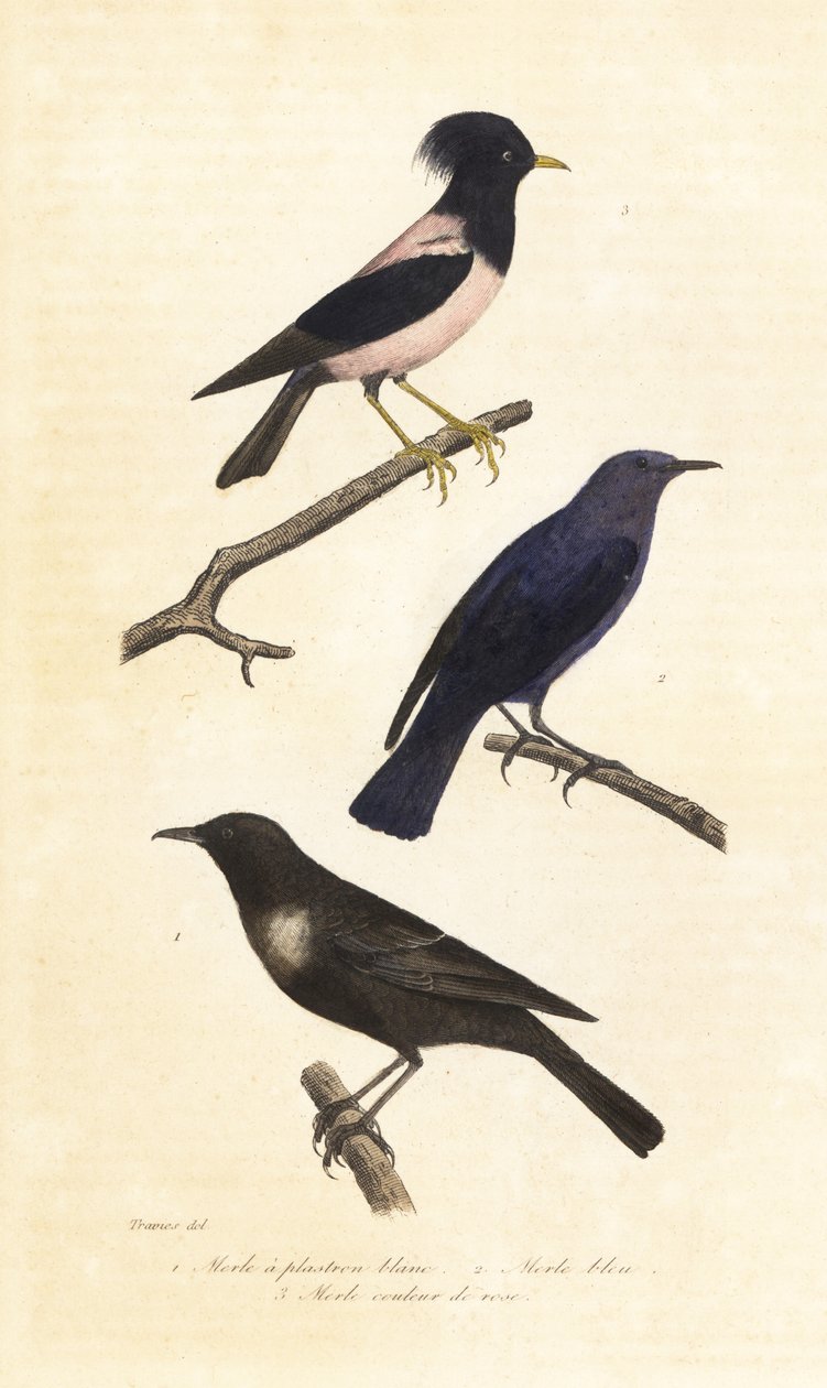 Ringouzel, blå stendrossel og rosenrød stær. af Edouard (after) Travies