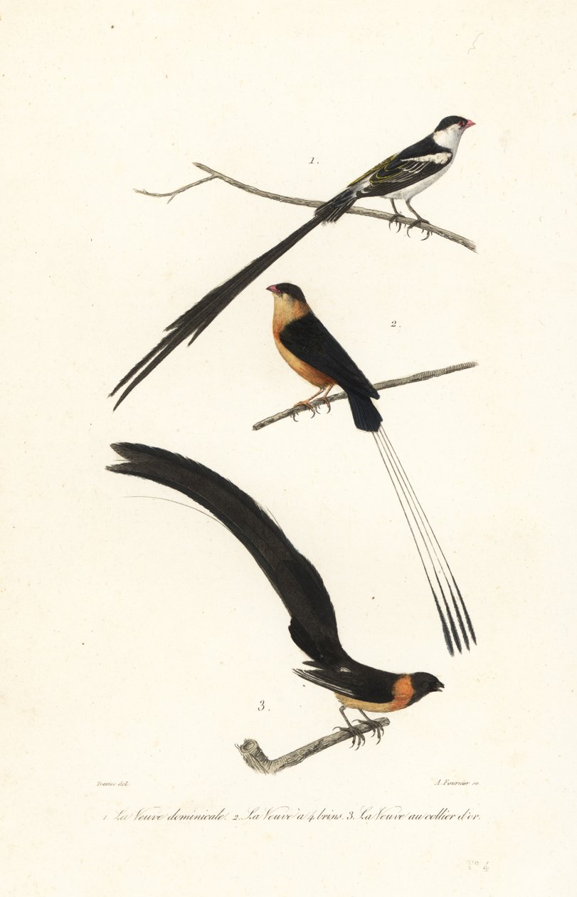 Whydah fugle. af Edouard (after) Travies