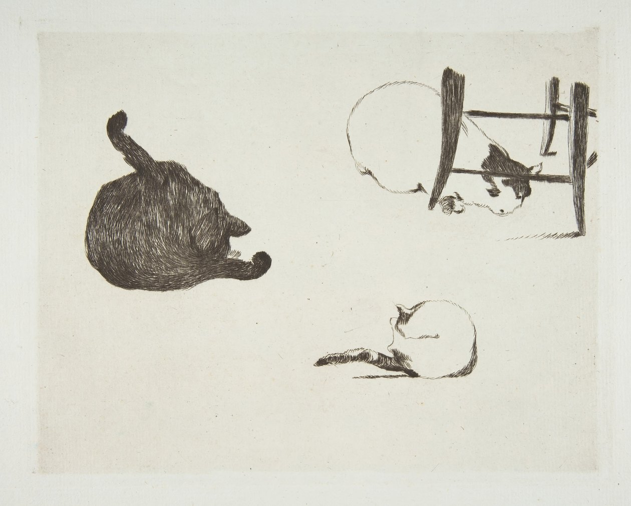 Katte, 1868-69. af Édouard Manet