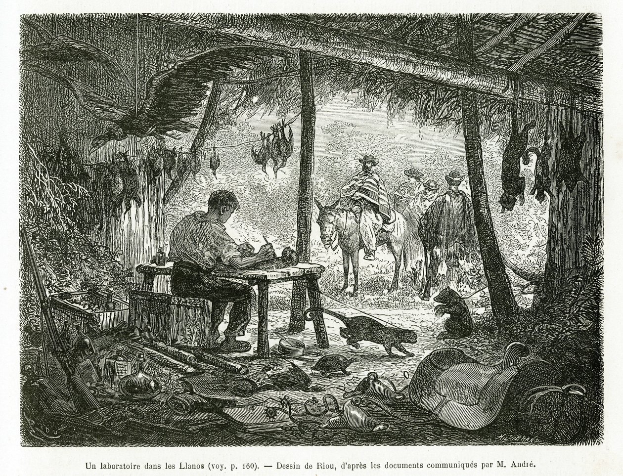 Et taxidermi-laboratorium i urskoven, i regionen Llanos (Colombia), tegning af Riou, for at illustrere historien om Equinoxiale America (Colombia, Ecuador, Peru), i 1875-1876, af Ed. andre, rejsemissionsafgift fra den franske regering. Engra af Edouard Riou