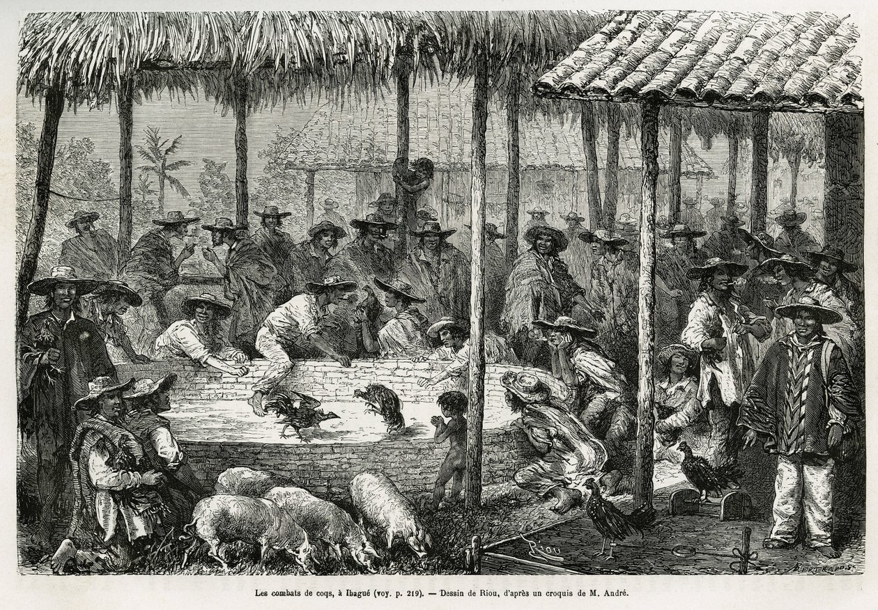 Hanekamp og gadeanimation i Ibague (Colombia), tegning af Riou, for at illustrere historien om Equinoxiale America (Colombia, Ecuador, Peru), i 1875-1876, af Ed. andre, rejsemissionsafgift fra den franske regering. Indgravering i Le tour du monde af Edouard Riou