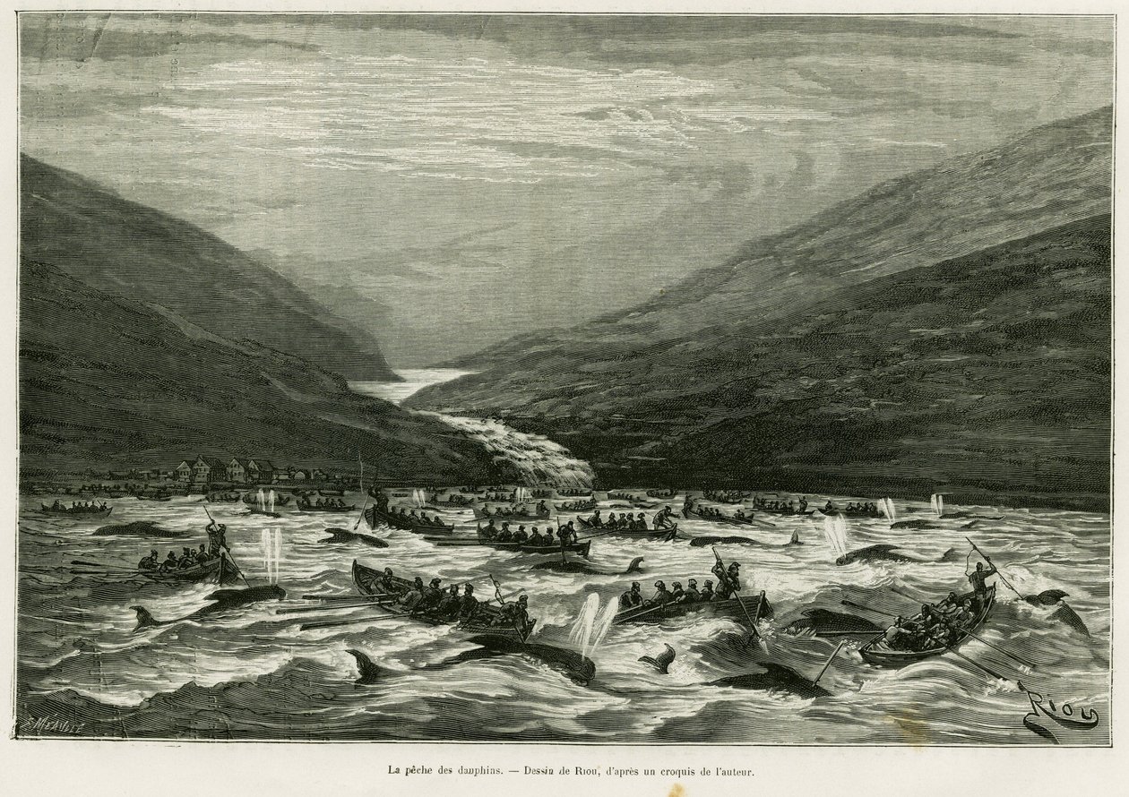 Delfinfiskeri. Gravering af Riou til illustration af historien En måned i det færøske øhav (Færøer, Færøer, Danmark), af H.Labonne, i le tour du monde 1887, instrueret af Edouard Charton (1807-1890), Hachette, Paris. af Edouard Riou