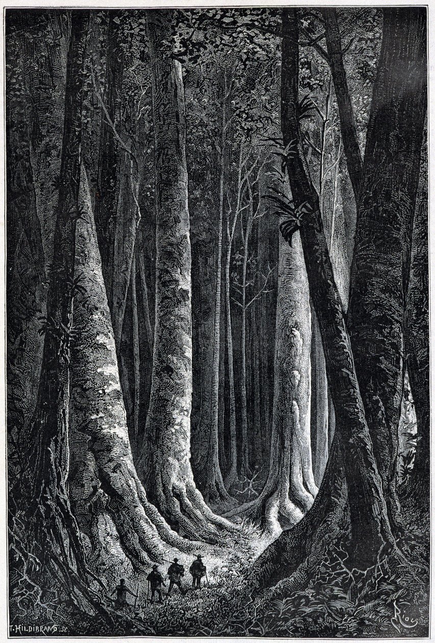 Fransk Guyana Skov, tegning af Riou, "" Le Tour du Monde", 2. sem. 1879. af Edouard Riou
