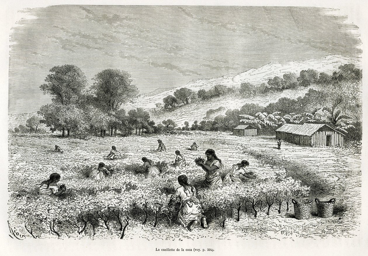 Plukning af kokabladene i Ituata-dalen, tegning af E.Riou, for at illustrere rejsen i Titicaca-regionen og dalene i det østlige Nedre Peru, i 1873 af Paul Marcoy. Indgravering i Le tour du monde af Edouard Riou