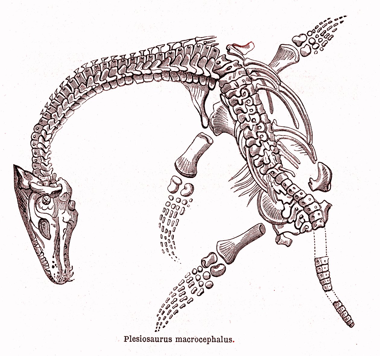 Plesiosaurus macrocephalus af Edouard Riou