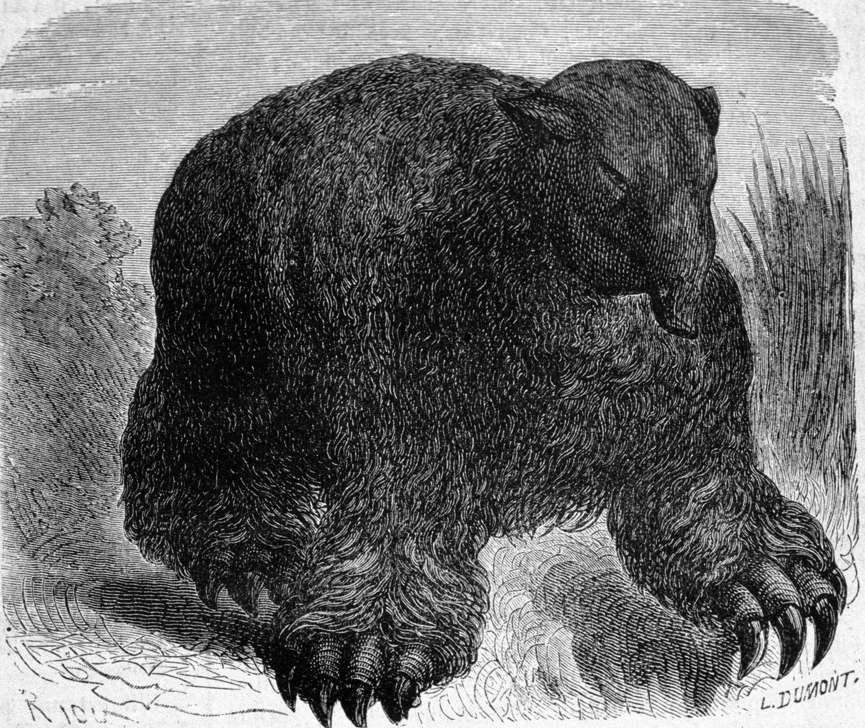 Forhistorie: repræsentation af et megatherium (jordisk doven af elefantfamilien). Stik af Edouard Riou (1833-1900) fra slutningen af det 19. århundrede. af Edouard Riou
