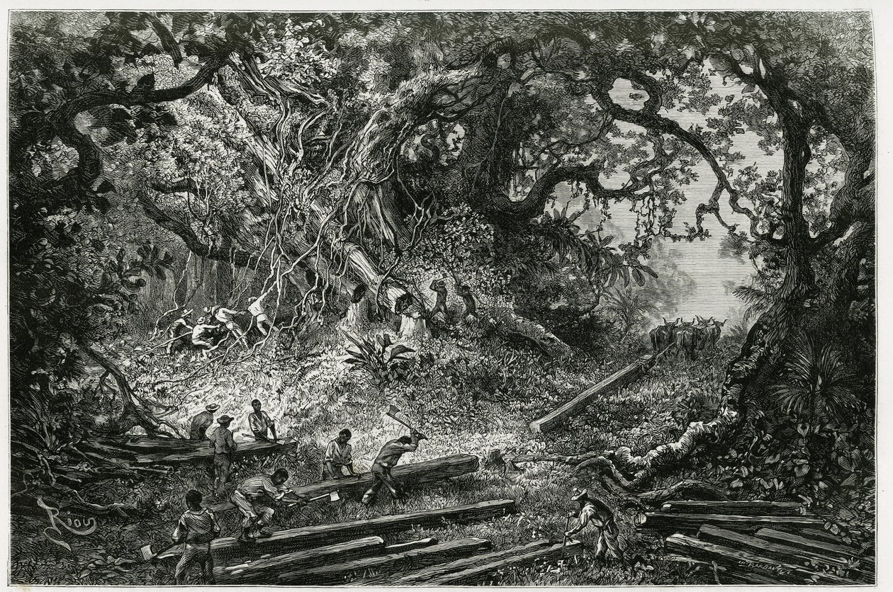 Udnyttelsen af mahogni i Andes-skovene. Gravering af Riou, for at illustrere historien "" Rejsen til Yucatan og Lacandons land "", i 1882, af Desire Charnay (1828-1915) arkæolog og fotograf. Udgivet i Tour du monde nou af Edouard Riou