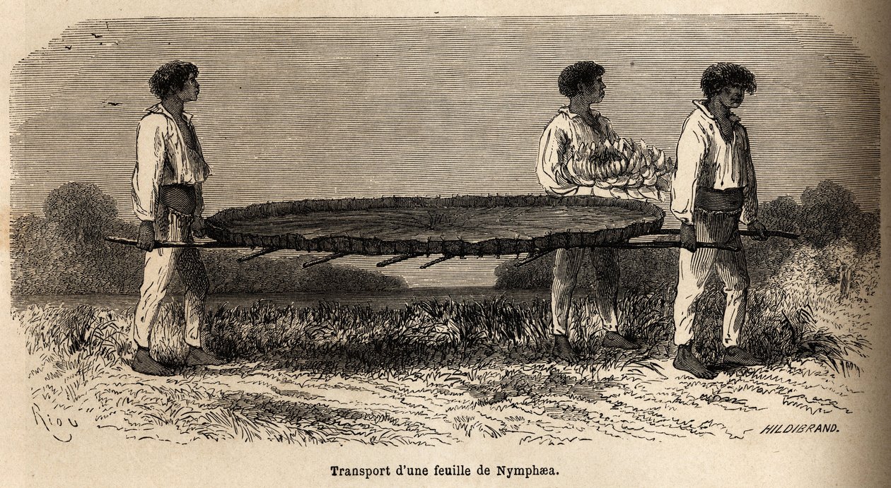 Transport af et blad og en blomst af nymphea fra Lake Nuna (perou), prøvereserve ved P.Marcoy herbarium. Tegning af Riou, for at illustrere rejsen fra Stillehavet til Atlanterhavet af Edouard Riou