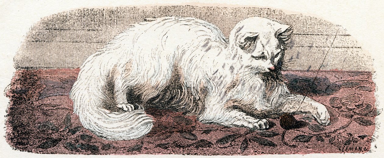 Angora kat - "Alfabet illustrerer dyr" 1800-tallet (gravering) af Edouard Travies