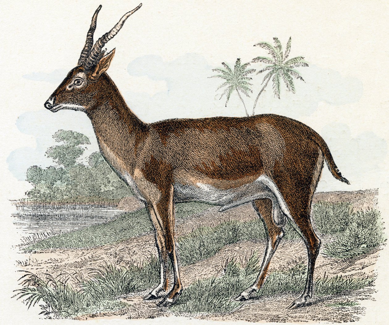 Antilope fra 