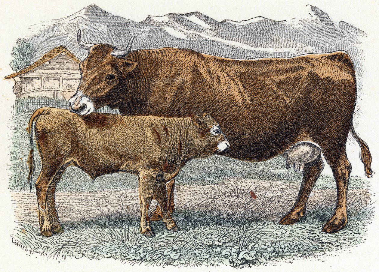 Kalveko - "Alfabet illustrerer dyr" 1800-tallet (gravering) af Edouard Travies