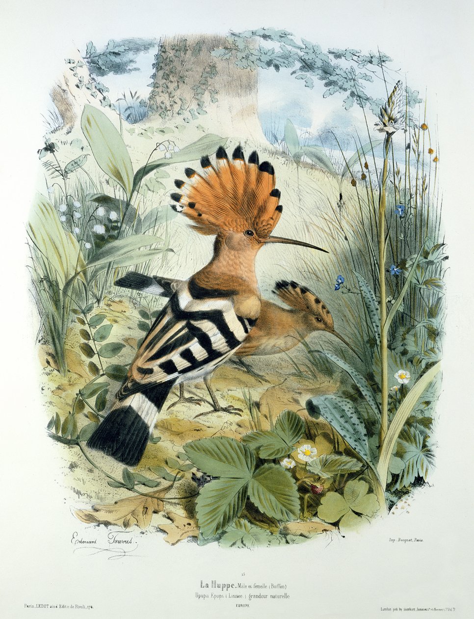 Hoopoe (Upupa Epops) af Edouard Travies