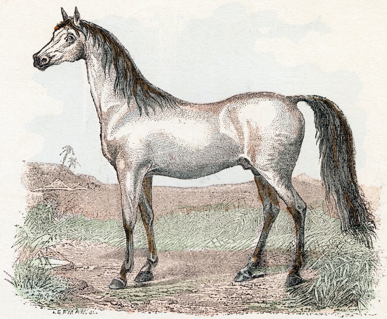 Hest- "Alfabet illustrerer dyr" 1800-tallet (gravering) af Edouard Travies