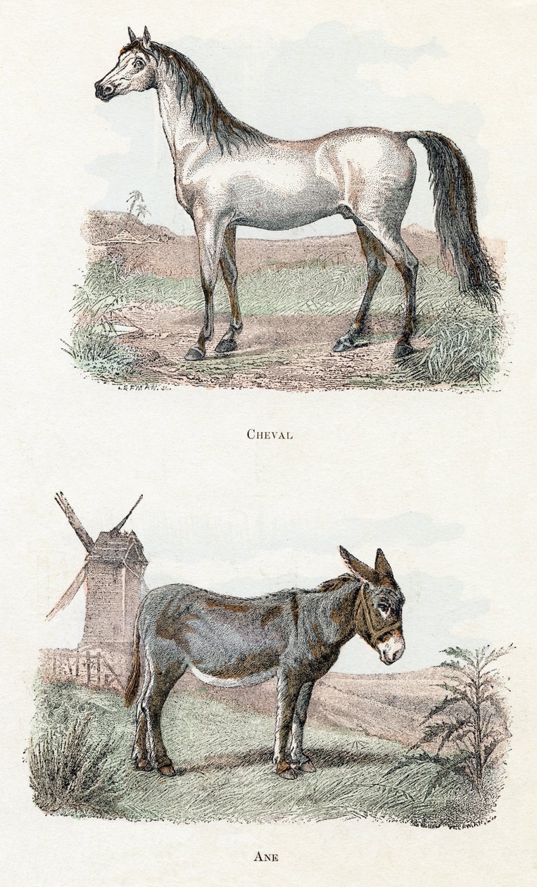 Hest og æsel - "Alfabet illustrerer dyr" 1800-tallet (gravering) af Edouard Travies