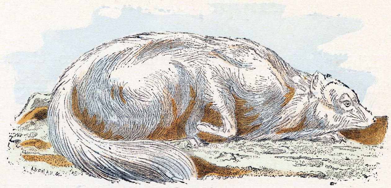 Isatis (polarræv eller polarræv)- "Alfabet illustrerer dyr" 1800-tallet (gravering) af Edouard Travies