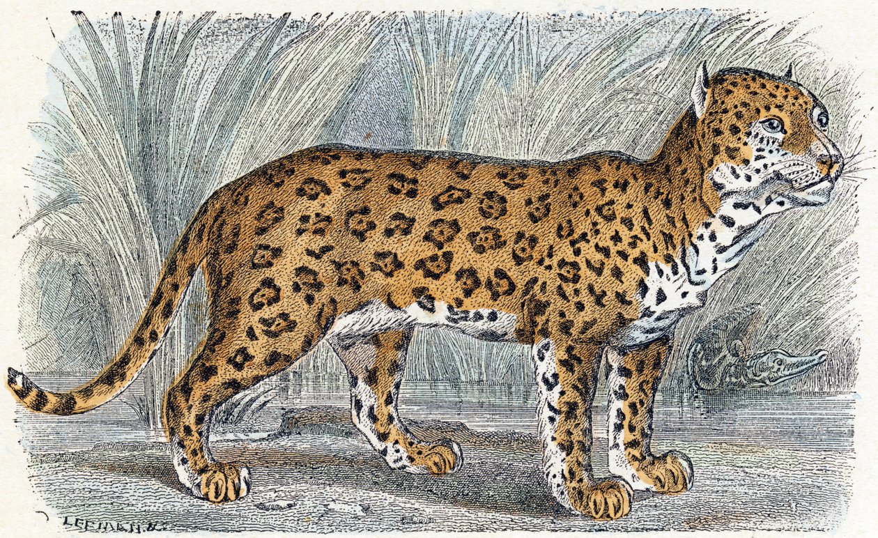 Jaguar- "Alfabet illustrerer dyr" 1800-tallet (gravering) af Edouard Travies
