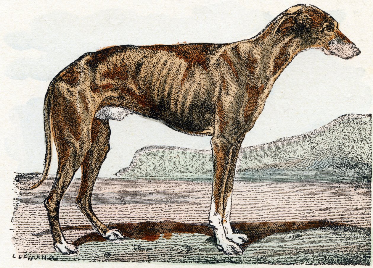 Levrier (hund)- "Alfabet illustrerer dyr" 1800-tallet (gravering) af Edouard Travies
