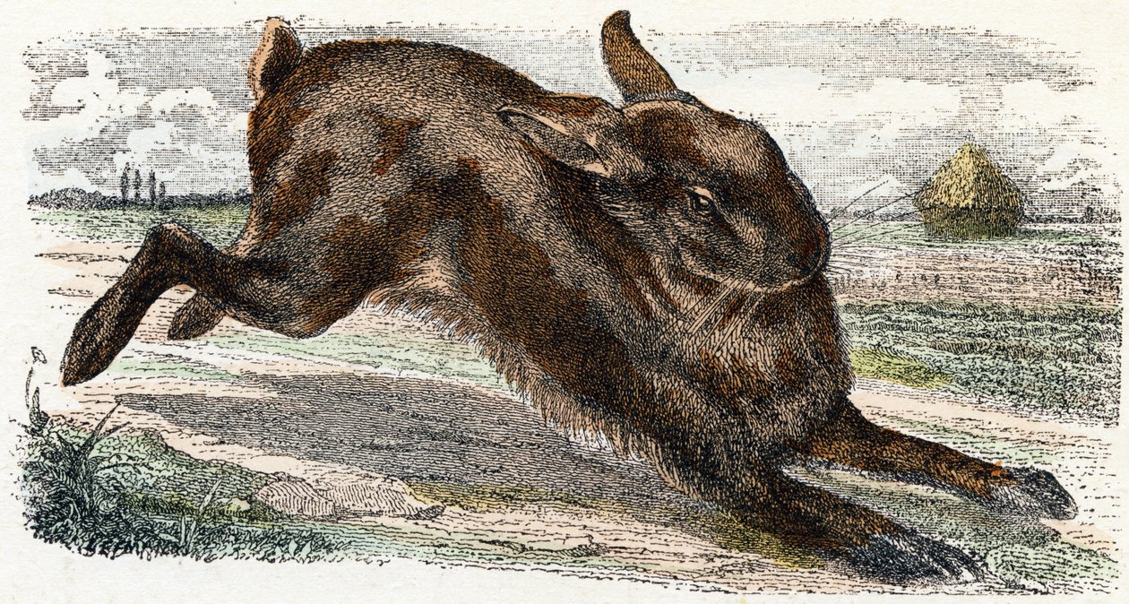 Lievre- "Alfabet illustrerer dyr" 1800-tallet (gravering) af Edouard Travies