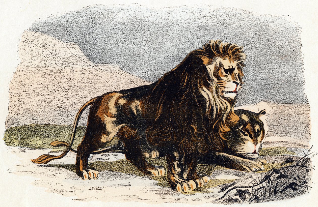Løve og løvinde- "Alfabet illustrerer dyr" 1800-tallet (gravering) af Edouard Travies