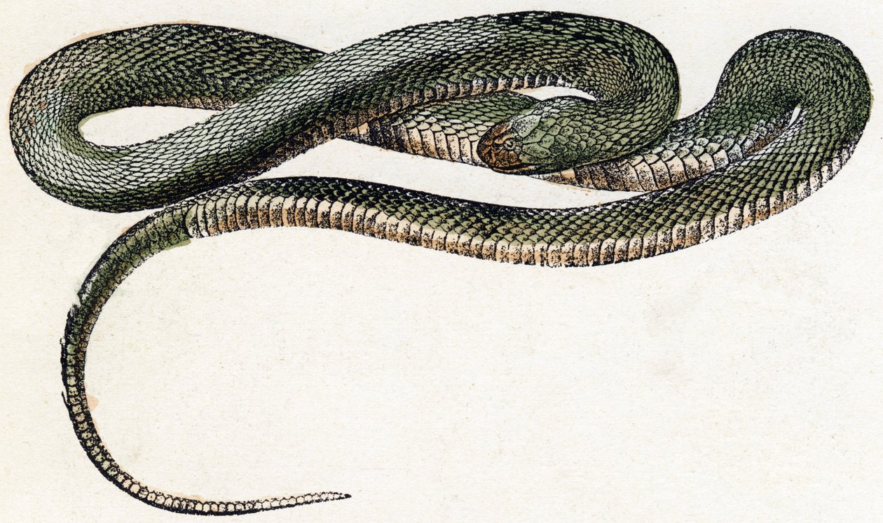 Naja (slange) - "Alfabet illustrerer dyr" 1800-tallet (gravering) af Edouard Travies