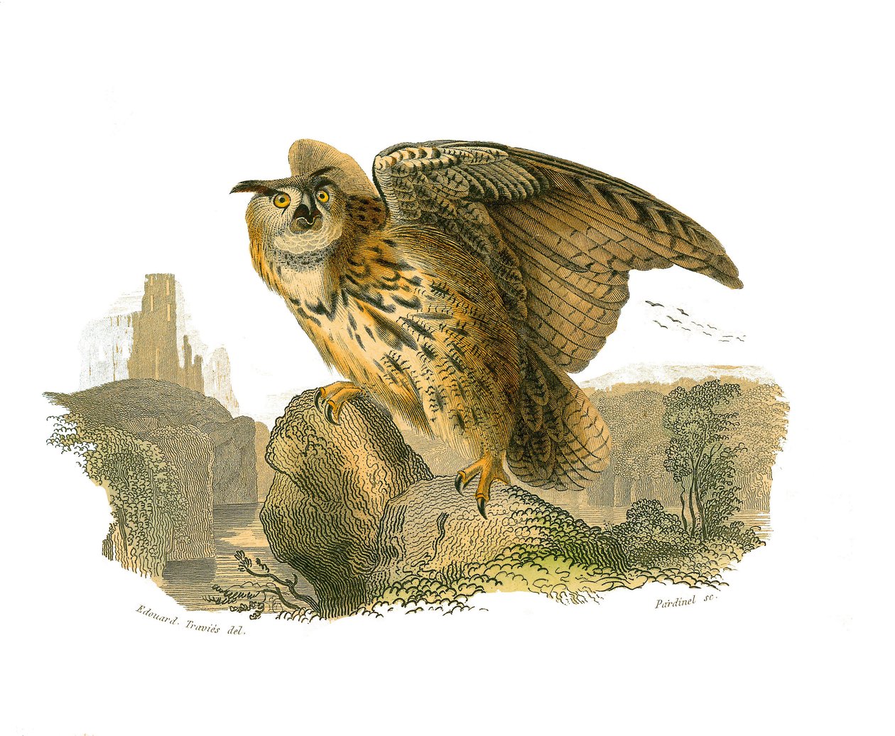 Naturhistorisk tavle: Zoologisk tavle, der viser rovfugle i dagtimerne. Storhertugen af Edouard Travies