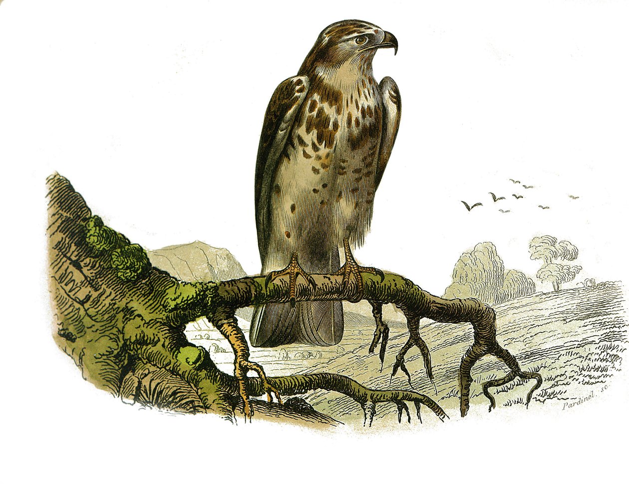 Naturhistorisk nævn: Zoologisk nævn, der repræsenterer rovfugle om natten. Jean le Blanc (Jean-Le-Blanc). Tavle tegnet fra de ni bind om fugle i "" Works complete of Buffon""" skrevet af naturforsker Georges Louis Leclerc, greve af Buffon (1707-1788) af Edouard Travies