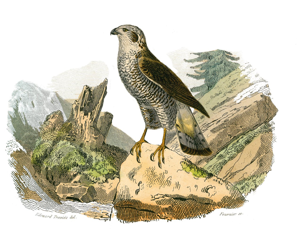 Naturhistorisk nævn: Zoologisk nævn, der repræsenterer rovfugle om natten. De omkringliggende. Tallerken tegnet fra de ni bind om fugle i "" Works complete of Buffon""" skrevet af naturforsker Georges Louis Leclerc, greve af Buffon af Edouard Travies