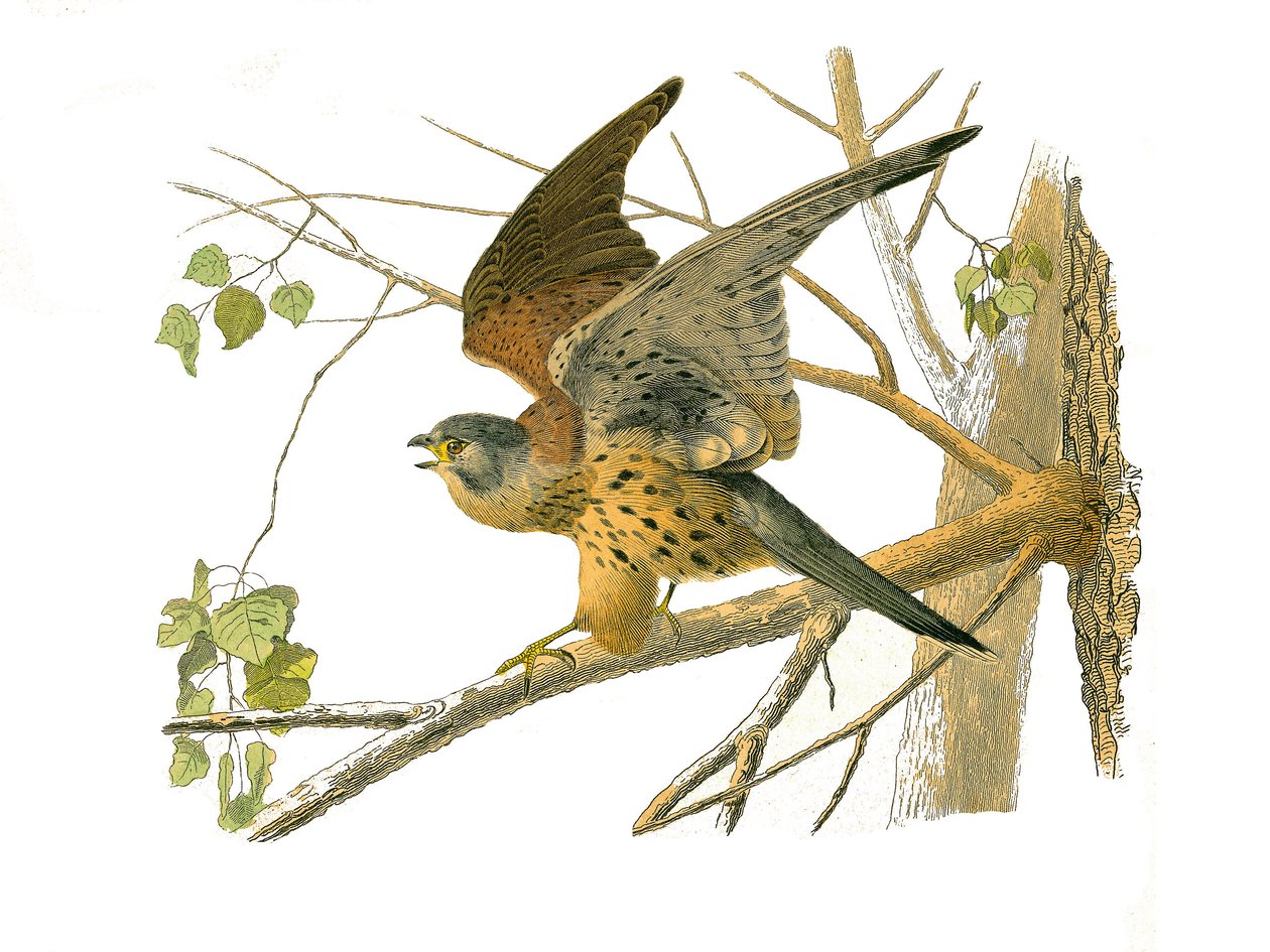 Naturhistorisk nævn: Zoologisk nævn, der repræsenterer rovfugle om natten. Karsen. Tavle tegnet fra de ni bind om fugle i "" Works complete of Buffon""" skrevet af naturforskeren Georges Louis Leclerc, greve af Buffon (1707-1788) mellem 1749 og 1. af Edouard Travies