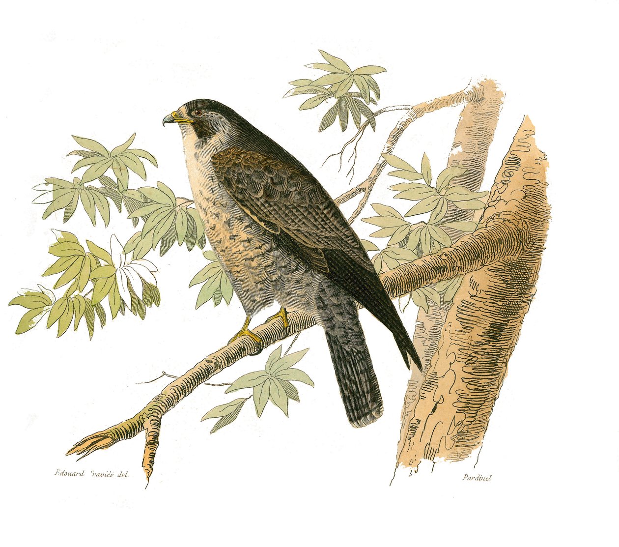 Natural History Board: Zoological board representing birds of prey at night. The falcon. Plate drawn from the nine volumes on birds in “Works complete of Buffon” ”” written by naturalist Georges Louis Leclerc, Count of Buffondani af Edouard Travies