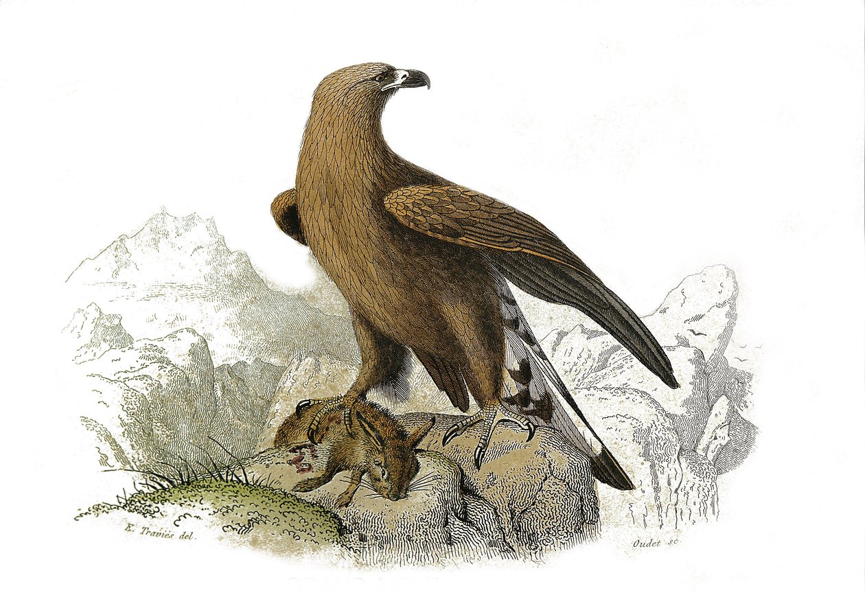 Naturhistorisk nævn: Zoologisk nævn, der repræsenterer rovfugle om natten. Den store ørn. Plade tegnet fra de ni bind om fugle i "" Works complete of Buffon""" skrevet af naturforsker Georges Louis Leclerc, greve af Buffon (1707-1788) mellem 1749 af Edouard Travies