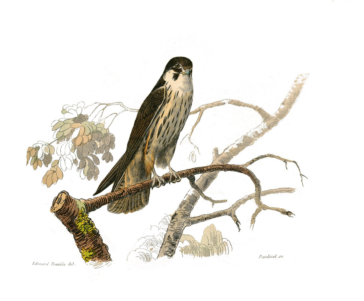Natural History Board: Zoological board representing birds of prey at night. The hobereau. Plate drawn from the nine volumes on birds in “Works complete of Buffon” ”” written by naturalist Georges Louis Leclerc, Count of Buffondani af Edouard Travies