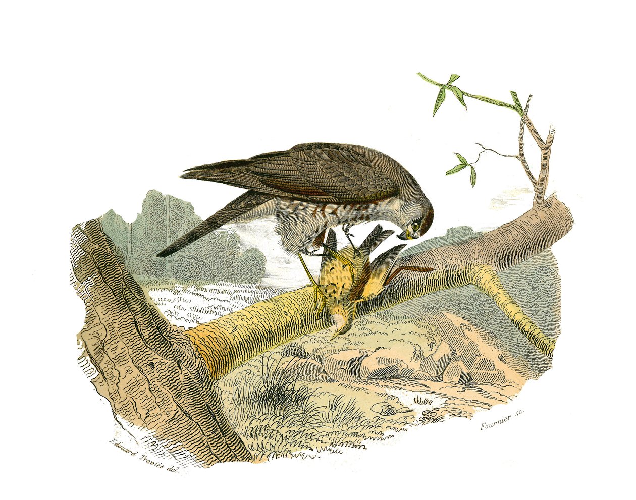 Naturhistorisk nævn: Zoologisk nævn, der repræsenterer rovfugle om natten. Høgen. Tavle tegnet fra de ni bind om fugle i "" Works complete of Buffon""" skrevet af naturforsker Georges Louis Leclerc, greve af Buffon (1707-1788) mellem 1749 og 17 af Edouard Travies