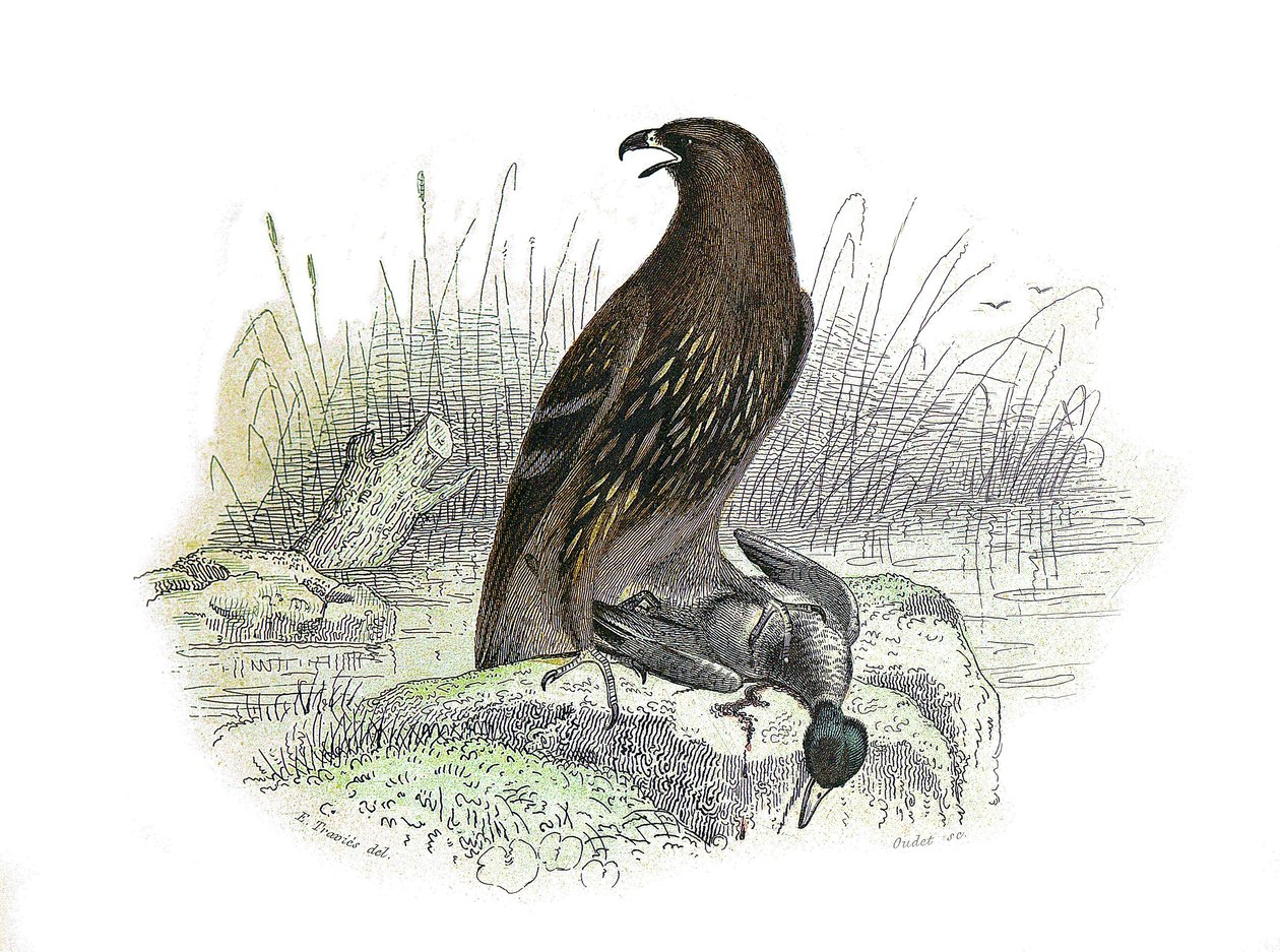 Naturhistorisk nævn: Zoologisk nævn, der repræsenterer rovfugle om natten. Den lille ørn. Plade tegnet fra de ni bind om fugle i "" Works complete of Buffon""" skrevet af naturforskeren Georges Louis Leclerc, greve af Buffon (1707-1788) mellem 174 af Edouard Travies