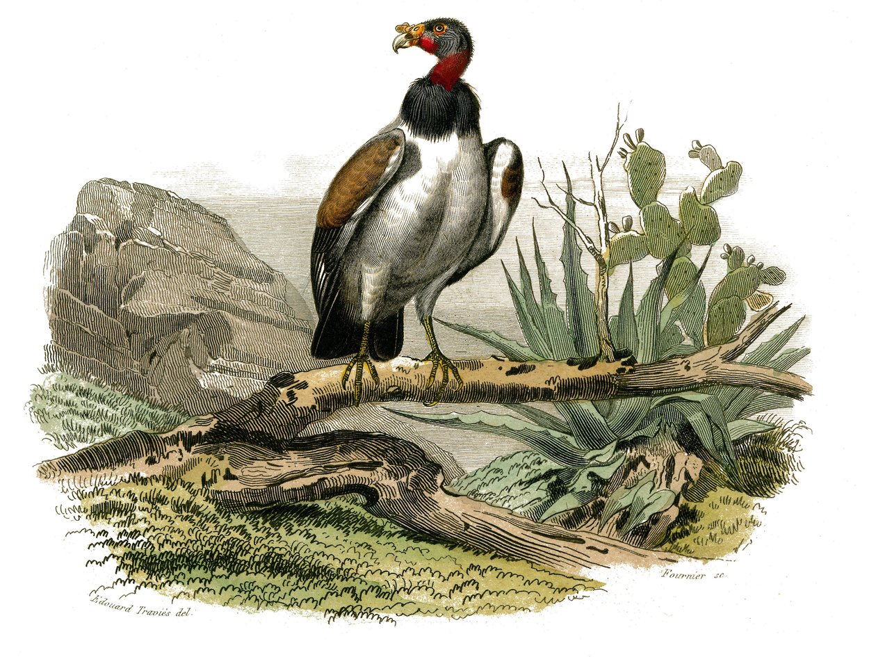 Naturhistorisk nævn: Zoologisk nævn, der repræsenterer rovfugle om natten. Den lille grib. Tavle tegnet fra de ni bind om fugle i "" Works complete of Buffon""" skrevet af naturforskeren Georges Louis Leclerc, greve af Buffon (1707-1788) mellem 1. af Edouard Travies