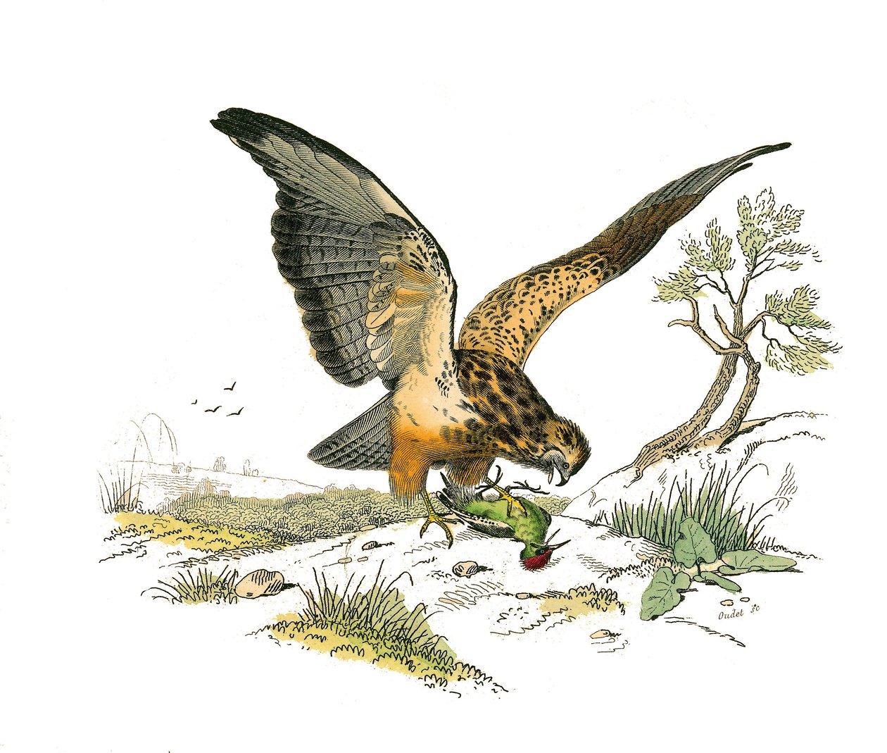 Naturhistorisk nævn: Zoologisk nævn, der repræsenterer rovfugle om natten. Dysen. Tavle tegnet fra de ni bind om fugle i "" Works complete of Buffon""" skrevet af naturforskeren Georges Louis Leclerc, greve af Buffon (1707-1788) mellem 1749 og af Edouard Travies