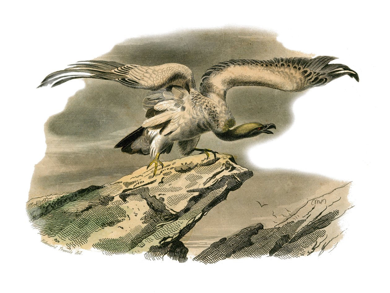 Naturhistorisk nævn: Zoologisk nævn, der repræsenterer rovfugle om natten. Perknopteren. Plade tegnet fra de ni bind om fugle i "" Works complete of Buffon""" skrevet af naturforsker Georges Louis Leclerc, greve af Buffon (1707-1788) mellem 1749 af Edouard Travies