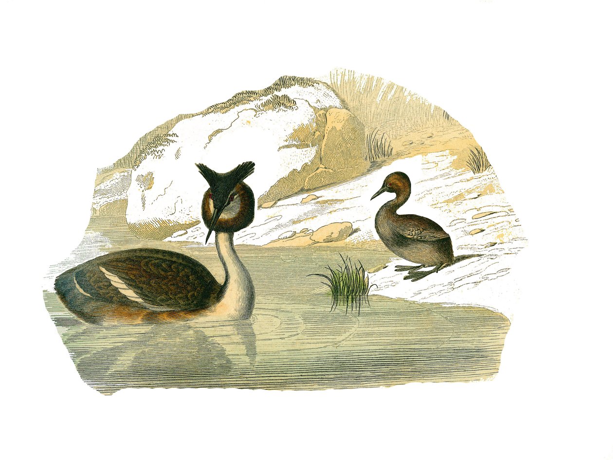 Naturhistorisk bestyrelse: Zoologisk tavle, der repræsenterer brachyptere palmer af Edouard Travies
