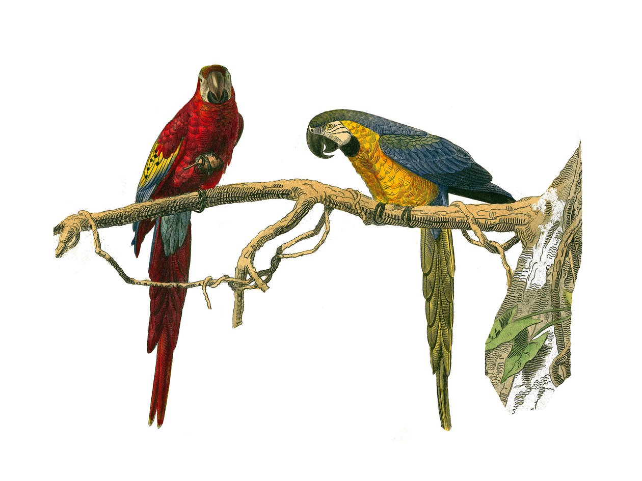Naturhistorisk bestyrelse: Zoologisk bestyrelse, der repræsenterer klatrere. Rød ara og blå ara. Tallerken tegnet fra de ni bind om fugle i "" Works complete of Buffon""" skrevet af naturforsker Georges Louis Leclerc, greve af Buffon af Edouard Travies