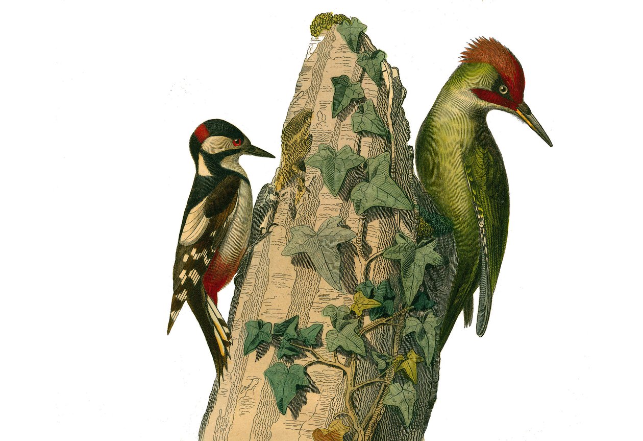Naturhistorisk bestyrelse: Zoologisk bestyrelse, der repræsenterer klatrere. Epeiche og den grønne spætte har et rødt hoved (grøn top). Tallerken tegnet fra de ni bind om fugle i "" Works complete of Buffon""" skrevet af naturforsker Georges Louis Leclerc, af Edouard Travies